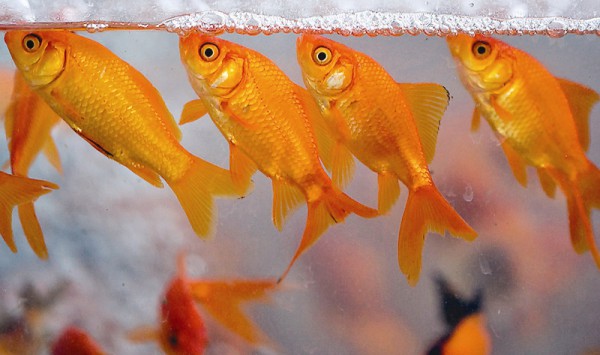 چرا ماهی قرمز می میرد؟ روش زنده نگهداشتن ماهیهای گلی
