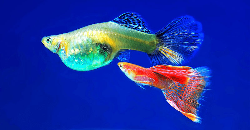 حافظه ماهیها چقدر است/ نادرست بودن هوش پایین آبزیان