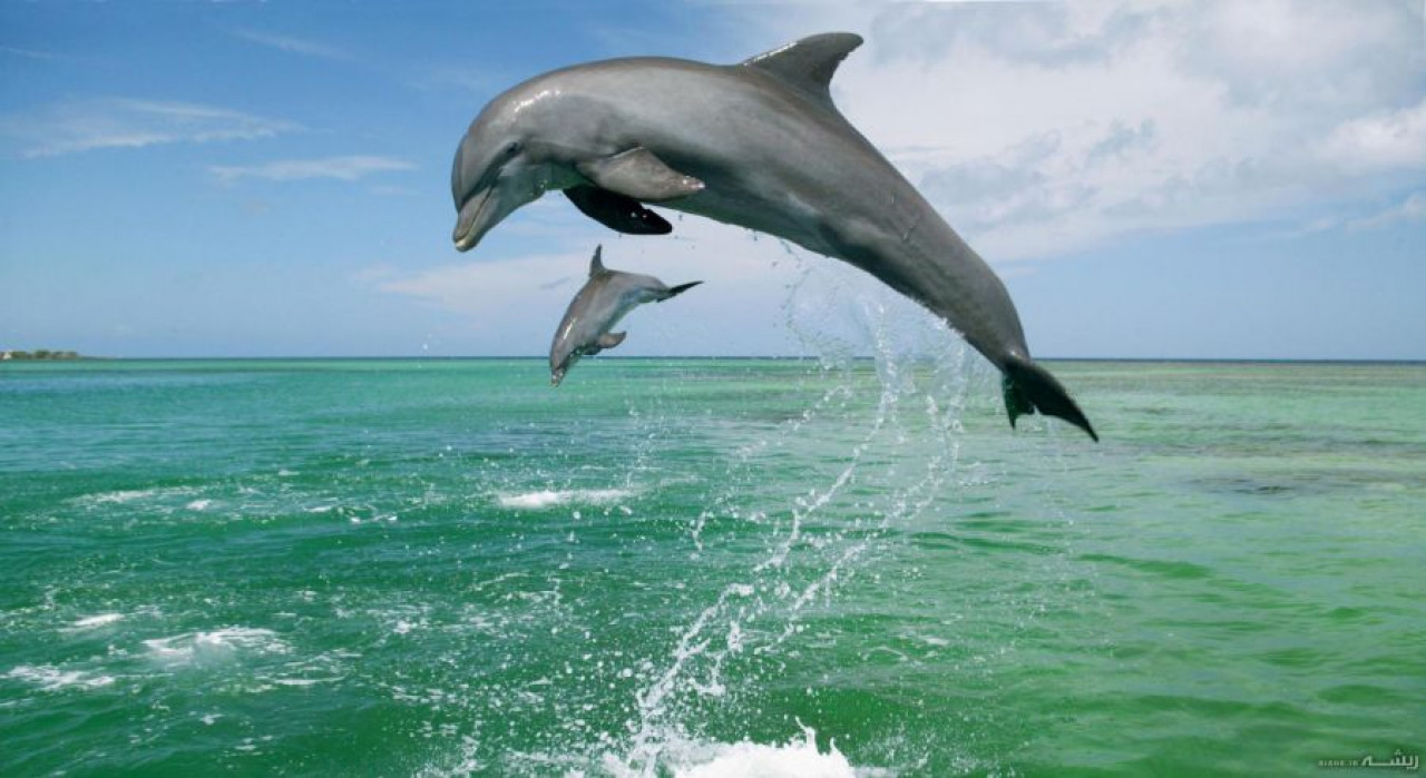 معرفی عامل اصلی مرگ دلفین ها و زندگی موجودات دریایی