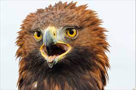 عقاب طلایی مشگین شهر نعمت آزادی را به دست آورد