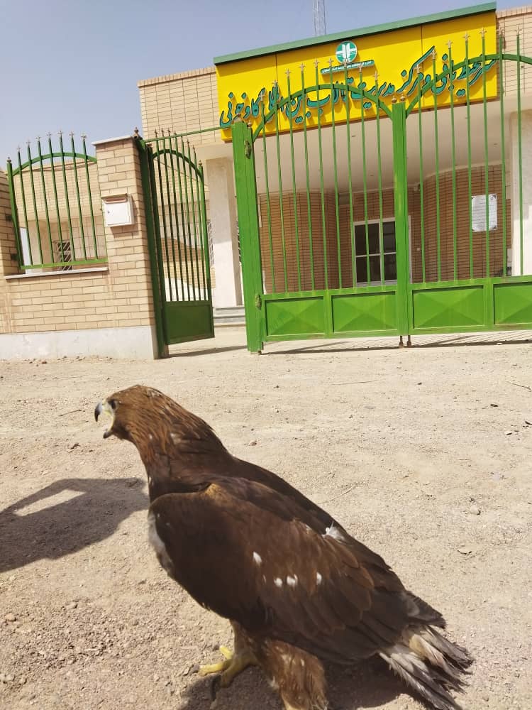 عقاب طلایی آسیب دیده در اصفهان تحویل محیط زیست شد