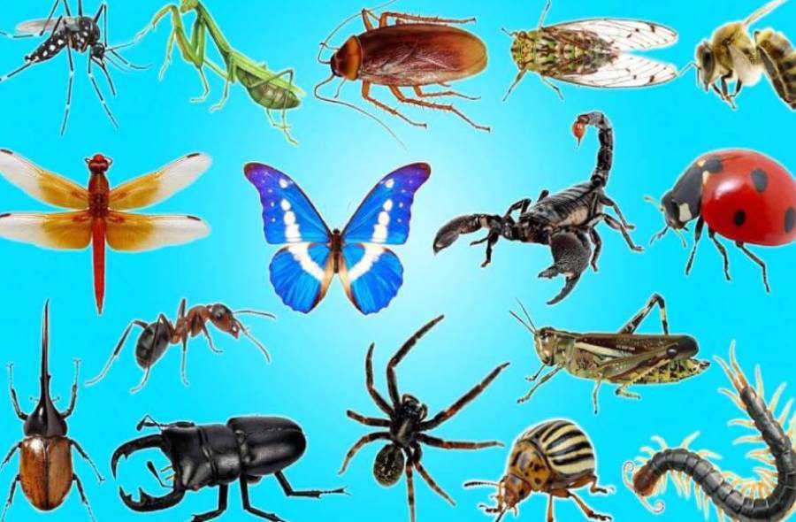 تعداد حشرات کره زمین کمتر از قبل شده است