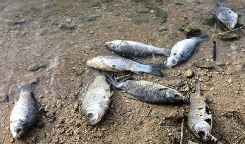 دادستانی اردبیل به پرونده مرگ ماهیهای بالیخلوچای ورود کند