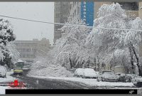برف تکانی درختان در مناطق پنج گانه شهرداری اردبیل انجام می شود