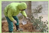 اجرای طرح خانه به خانه درختکاری این بار در منطقه 22 تهران