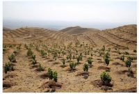 آمادگی برای توسعه جنگل به صورت دست کاشت در اردبیل