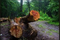 ورود دادستانی و نماینده استاندار مازندران به پرونده قطع درختان «الیمالات سلیاکتی» + عکس