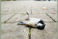 عکس نوشته ترس پرندگان و حیوانات از ترقه بازی چهارشنبه سوری