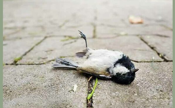 عکس نوشته ترس پرندگان و حیوانات از ترقه بازی چهارشنبه سوری