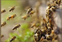 روش حفاظت از زنبور عسل و سایر زنبورهای گرده‌افشان در جهان