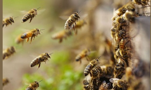 روش حفاظت از زنبور عسل و سایر زنبورهای گرده‌افشان در جهان